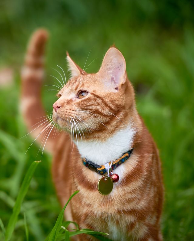 should your cats wear bells on their collars